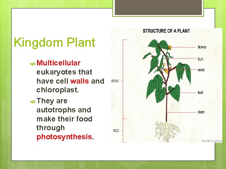 Kingdom Plant Multicellular eukaryotes that have cell walls and chloroplast. They are autotrophs and