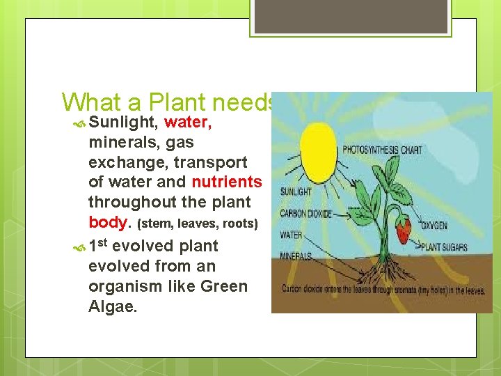 What a Plant needs to Survive… Sunlight, water, minerals, gas exchange, transport of water