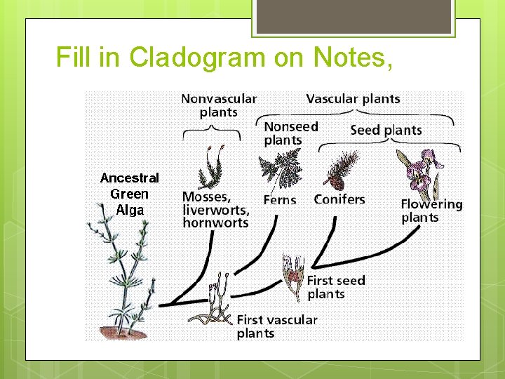 Fill in Cladogram on Notes, 