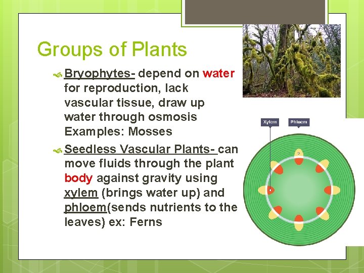 Groups of Plants Bryophytes- depend on water for reproduction, lack vascular tissue, draw up