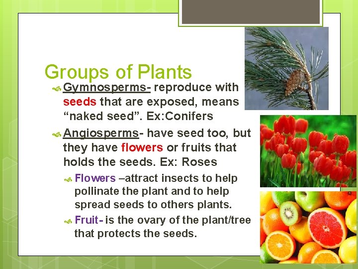 Groups of Plants Gymnosperms- reproduce with seeds that are exposed, means “naked seed”. Ex: