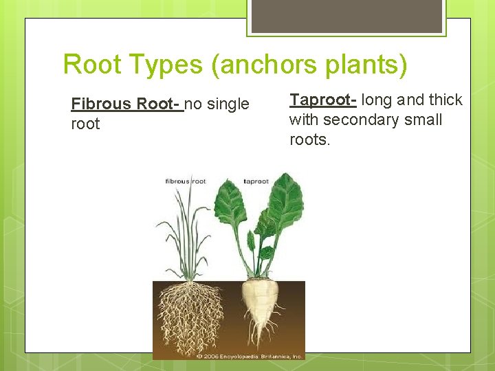 Root Types (anchors plants) Fibrous Root- no single root Taproot- long and thick with