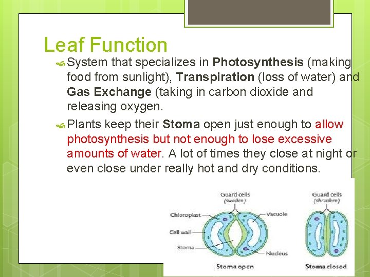 Leaf Function System that specializes in Photosynthesis (making food from sunlight), Transpiration (loss of