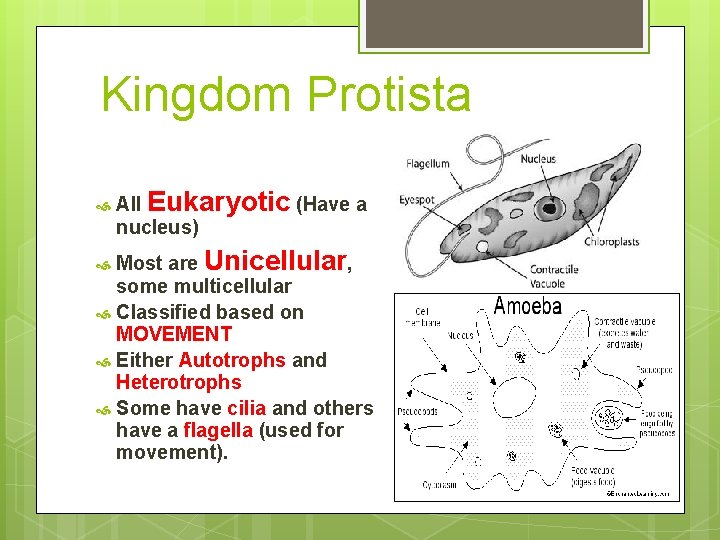 Kingdom Protista All Eukaryotic (Have a nucleus) Most are Unicellular, some multicellular Classified based