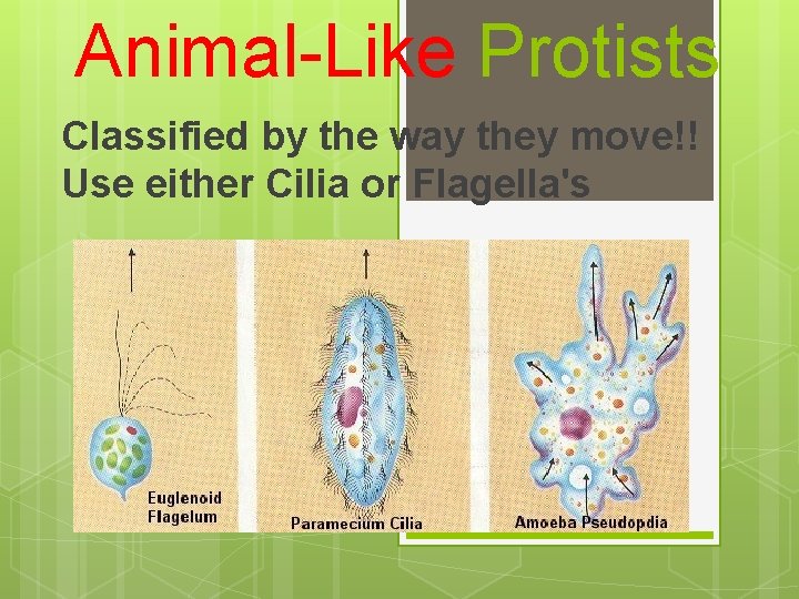 Animal-Like Protists Classified by the way they move!! Use either Cilia or Flagella's 