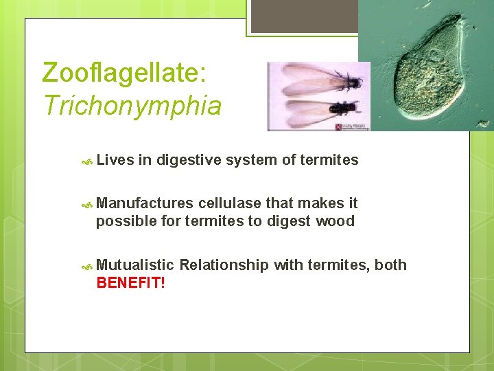 Zooflagellate: Trichonymphia Lives in digestive system of termites Manufactures cellulase that makes it possible