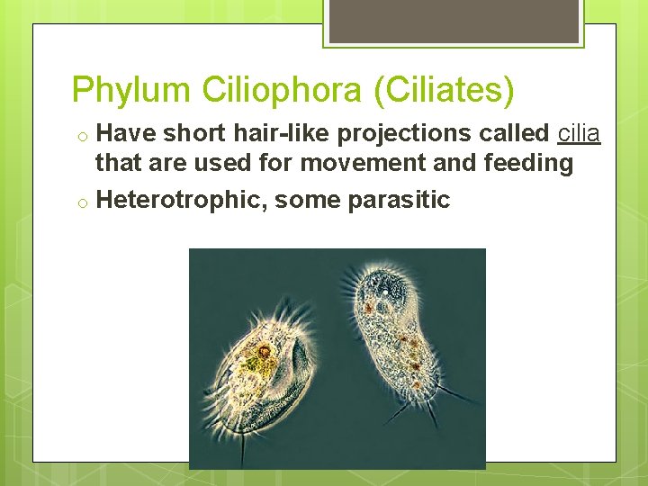 Phylum Ciliophora (Ciliates) o o Have short hair-like projections called cilia that are used