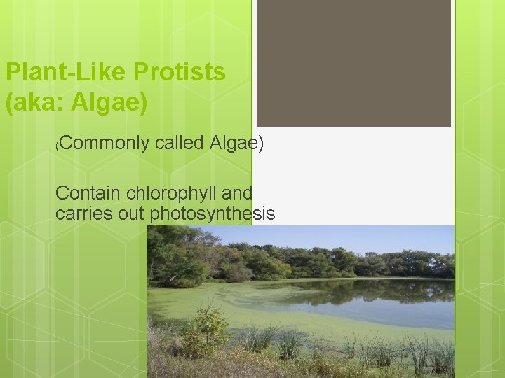 Plant-Like Protists (aka: Algae) ( Commonly called Algae) Contain chlorophyll and carries out photosynthesis