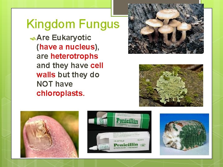 Kingdom Fungus Are Eukaryotic (have a nucleus), are heterotrophs and they have cell walls