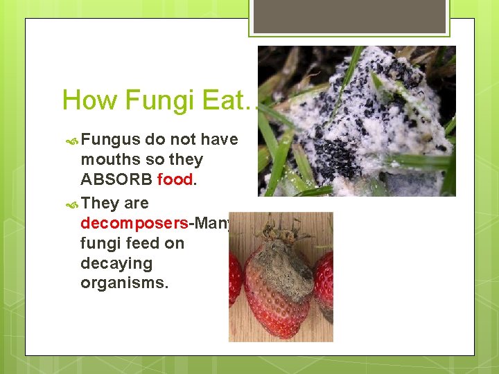 How Fungi Eat… Fungus do not have mouths so they ABSORB food. They are