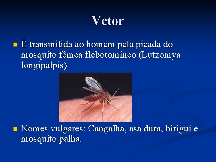 Vetor n É transmitida ao homem pela picada do mosquito fêmea flebotomíneo (Lutzomya longipalpis)