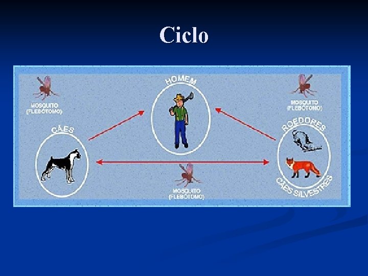 Ciclo 