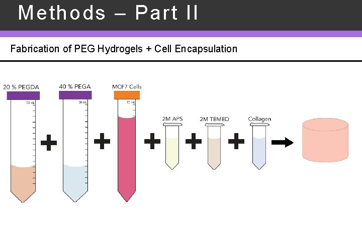 Methods – Part II Fabrication of PEG Hydrogels + Cell Encapsulation 