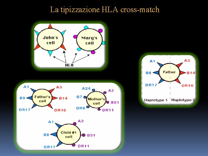 La tipizzazione HLA cross-match 