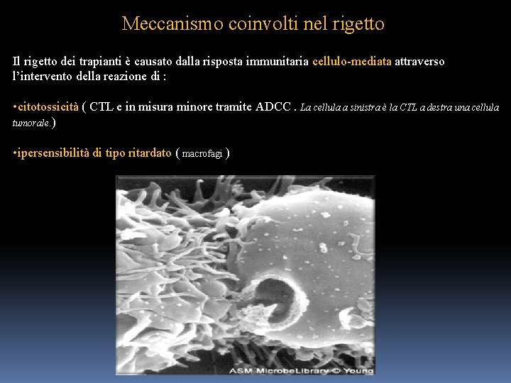 Meccanismo coinvolti nel rigetto Il rigetto dei trapianti è causato dalla risposta immunitaria cellulo-mediata