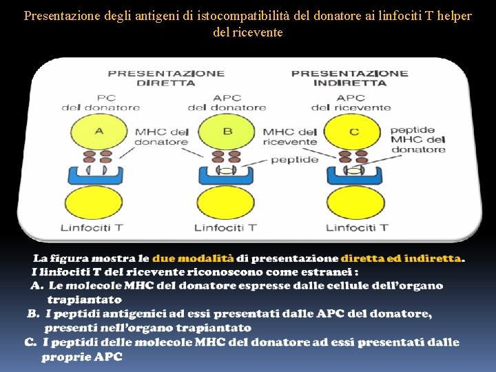 Presentazione degli antigeni di istocompatibilità del donatore ai linfociti T helper del ricevente 