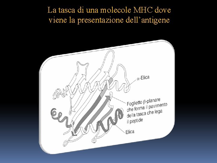La tasca di una molecole MHC dove viene la presentazione dell’antigene 