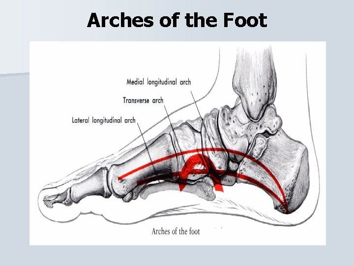 Arches of the Foot 