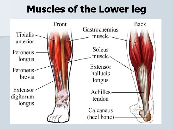 Muscles of the Lower leg 