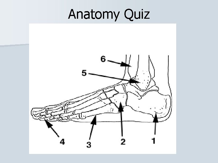 Anatomy Quiz 