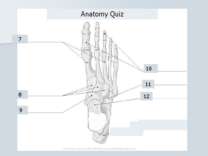 Anatomy Quiz 7 10 11 8 9 12 