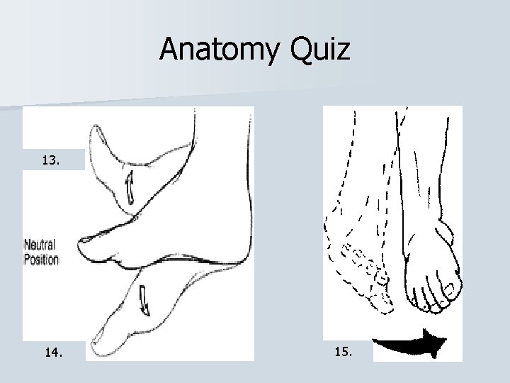 Anatomy Quiz 13. 14. 15. 