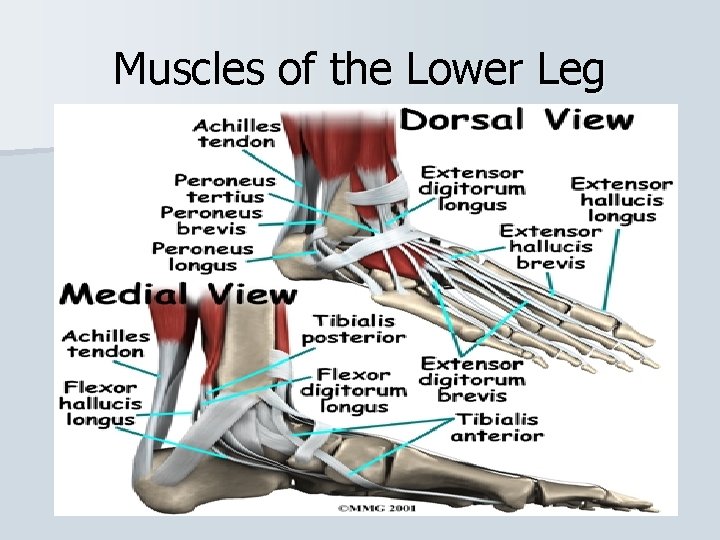 Muscles of the Lower Leg 