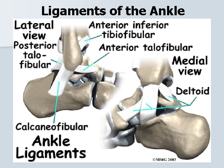Ligaments of the Ankle 