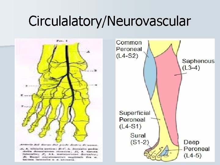 Circulalatory/Neurovascular 