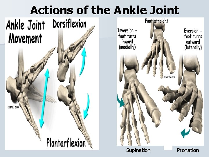 Actions of the Ankle Joint Supination Pronation 