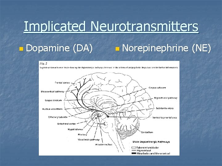 Implicated Neurotransmitters n Dopamine (DA) n Norepinephrine (NE) 