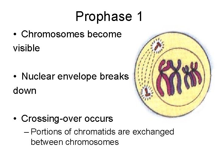Chapter 7 Meiosis Mitosis vs Meiosis What are