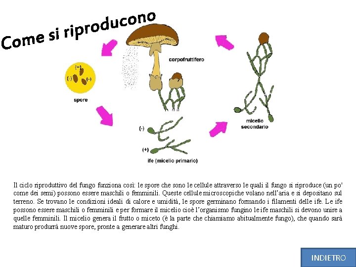 Il ciclo riproduttivo del fungo funziona così: le spore che sono le cellule attraverso