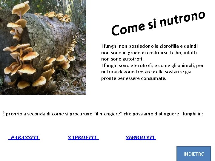 I funghi non possiedono la clorofilla e quindi non sono in grado di costruirsi