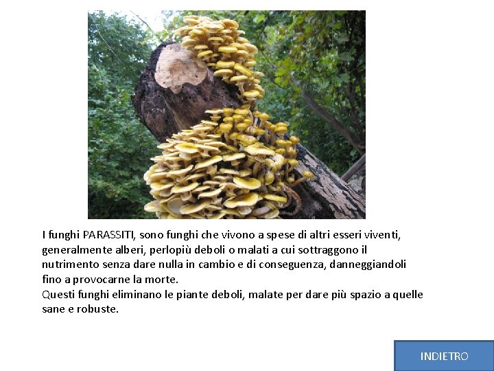 I funghi PARASSITI, sono funghi che vivono a spese di altri esseri viventi, generalmente
