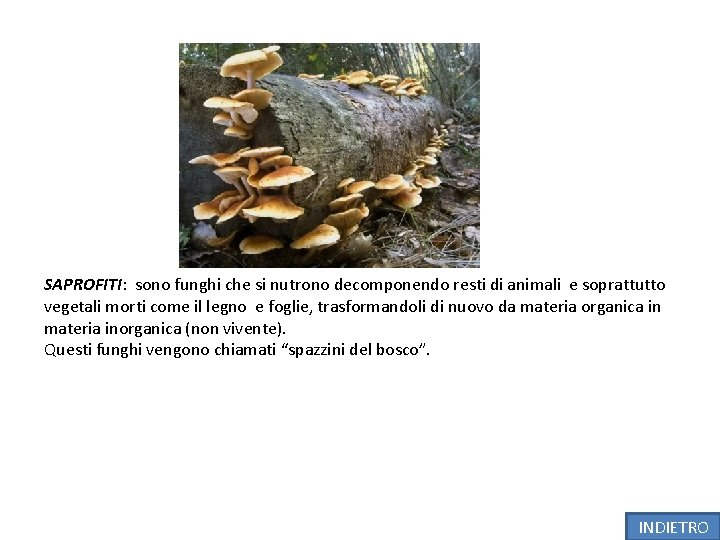 SAPROFITI: sono funghi che si nutrono decomponendo resti di animali e soprattutto vegetali morti