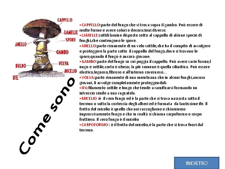  • CAPPELLO: parte del fungo che si trova sopra il gambo. Può essere