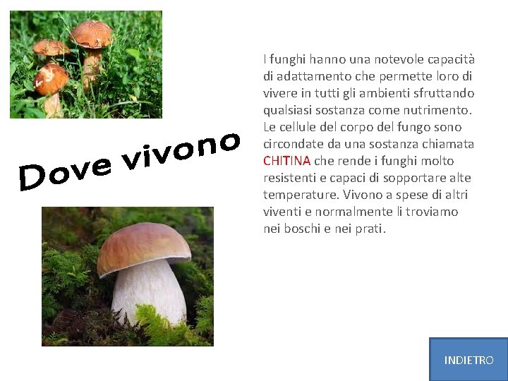 I funghi hanno una notevole capacità di adattamento che permette loro di vivere in
