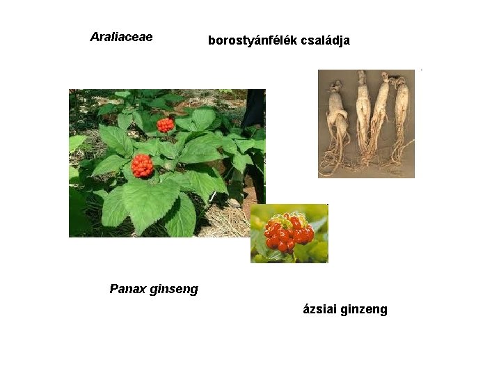 Araliaceae borostyánfélék családja Panax ginseng ázsiai ginzeng 