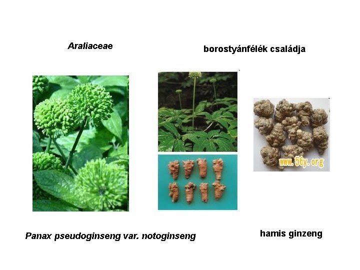 Araliaceae Panax pseudoginseng var. notoginseng borostyánfélék családja hamis ginzeng 