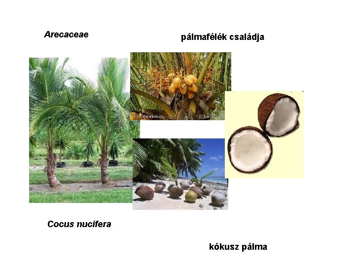 Arecaceae pálmafélék családja Cocus nucifera kókusz pálma 
