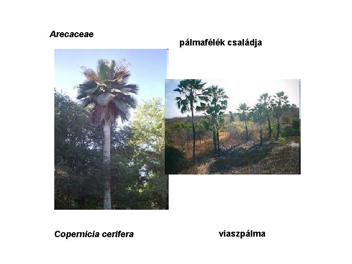 Arecaceae Copernicia cerifera pálmafélék családja viaszpálma 