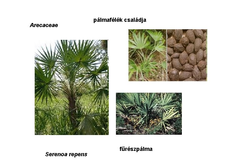 Arecaceae Serenoa repens pálmafélék családja fűrészpálma 