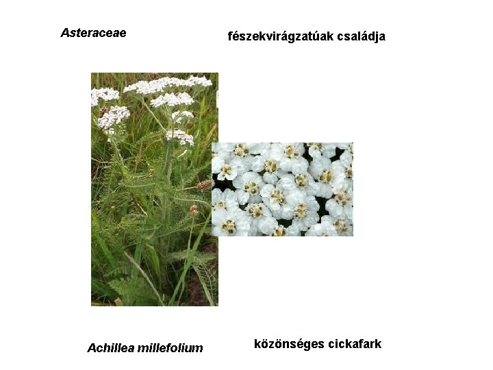 Asteraceae Achillea millefolium fészekvirágzatúak családja közönséges cickafark 