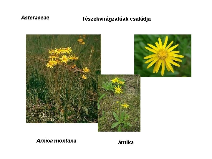 Asteraceae Arnica montana fészekvirágzatúak családja árnika 