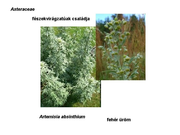 Asteraceae fészekvirágzatúak családja Artemisia absinthium fehér üröm 