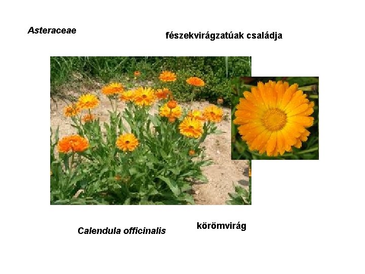 Asteraceae fészekvirágzatúak családja Calendula officinalis körömvirág 