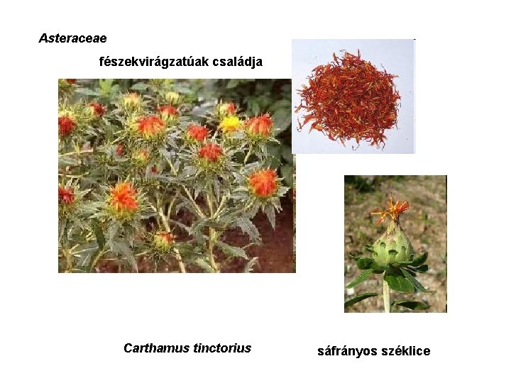 Asteraceae fészekvirágzatúak családja Carthamus tinctorius sáfrányos széklice 