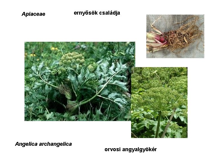 Apiaceae Angelica archangelica ernyősök családja orvosi angyalgyökér 