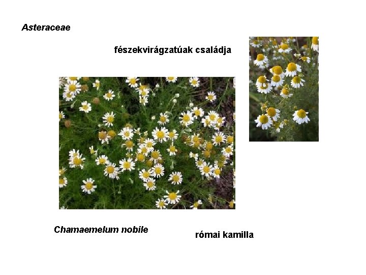 Asteraceae fészekvirágzatúak családja Chamaemelum nobile római kamilla 